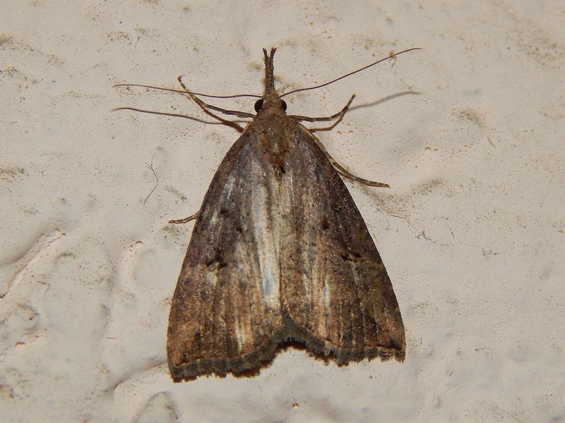 Hypena rostralis conferma